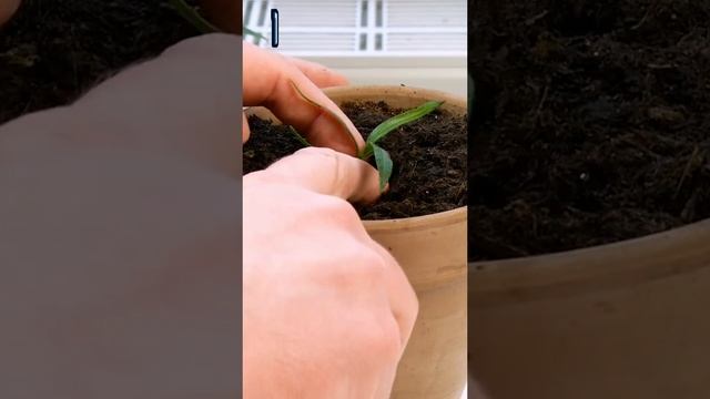 Полезные советы и лайфхаки для домашнего садоводства. Гранат