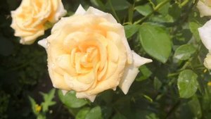 Роза Варм Вишес /Warm Wishes