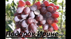 Виноград Вишневецкого  Grapes Vishnevetzkogo