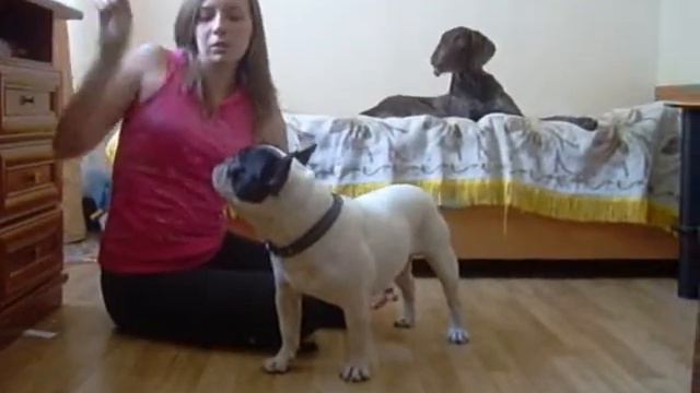 Школа интересной дрессировки Обучение поклон смотреть онлайн