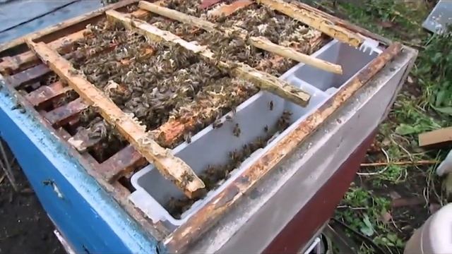 пчелы для Подмосковья - лидеры по меду , не роились и миролюбивы смотреть онлайн