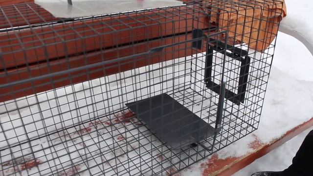 Как поймать кошку с помощью металлической котоловки смотреть онлайн