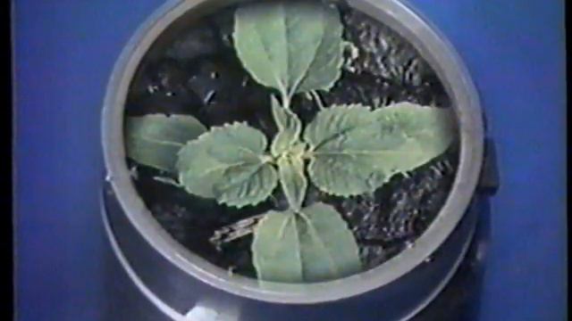 11/12/1981 ABC News Coverage of STS2 Space Shuttle Columbia Launch Part Three смотреть онлайн