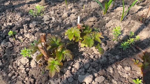 ЧЕМ И КОГДА ОПЫРСКИВАТЬ РАСТЕНИЯ ВЕСНОЙ #тля #обработкаоттли #верандацветысадогород #дача #сад смотреть онлайн