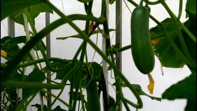 ОГУРЦЫ В СИБИРСКОЙ ТЕПЛИЦЕ От посадки до урожая Сибирская Мини Дачка смотреть онлайн