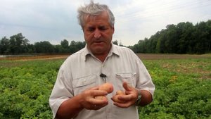 Как отобрать клубни картофеля для посадки