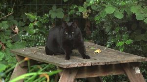 Правда ли, что коты видят призраков?