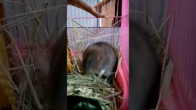 Крыса строит гнездо из сена