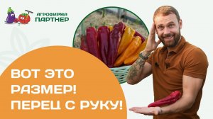 Перцы для цельноплодного запекания и фаршировки