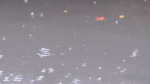 Я за тобой не побегу