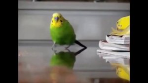 1 ЧАС | ДЕЖАВЮ ОТ МАРМОКА