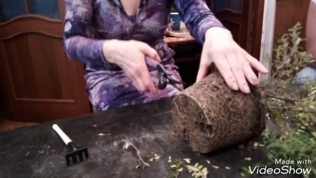 БОНСАЙ / ПЕРВОНАЧАЛЬНОЕ ФОРМИРОВАНИЕ СТВОЛА смотреть онлайн