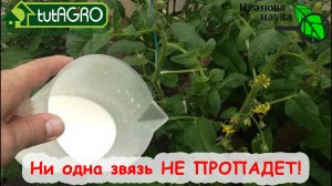 В 10 РАЗ БОЛЬШЕ ТОМАТОВ и ОГУРЦОВ? ЭТО РЕАЛЬНО! Ни одна завязь не пропадет! Коротко и ясно!