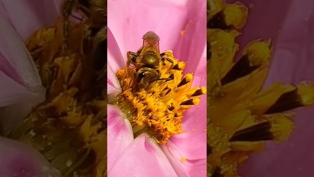 Golden Sweat Bee Halicta (Halictidae) Enjoys Pollen & Nectar. Do you like Bees? 16.october.2022.