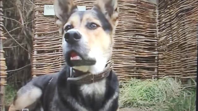 сказки Баженова буква э смотреть онлайн