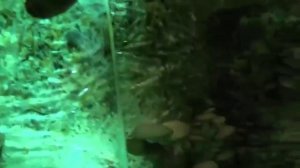 выращивание вешенки обучение “},“sts“ 17908,“url“ “