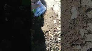 Подвязываем пекинскую капусту . Для чего это нужно ?