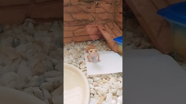 Счастливый эублефар. смотреть онлайн