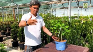 ГОРТЕНЗИЯ МАКРОФИЛА ОБЗОР И УХОД