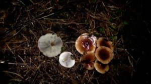 Грибы Ноября  Рядовки серые  Рядовки Фиолетовые. Шампиньоны лесные. Компания в лесу гуляла..