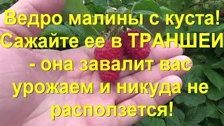 39. МАЛИНА - небывалые урожаи и минимум хлопот!