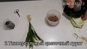 Пересадка Эхинодоруса амазонского из 15 литрового аквариума в горшок.