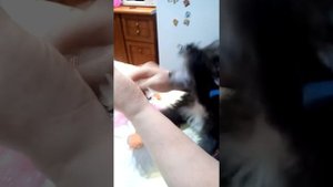 Поставить уши у китайской хохлатой