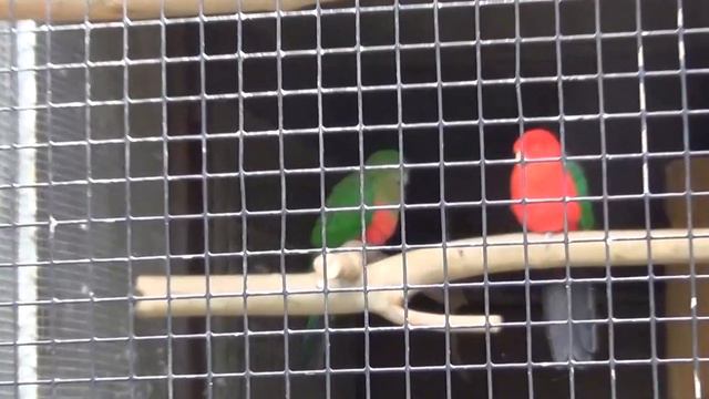 Поход в парк Зиндельфигена ч1 смотреть онлайн