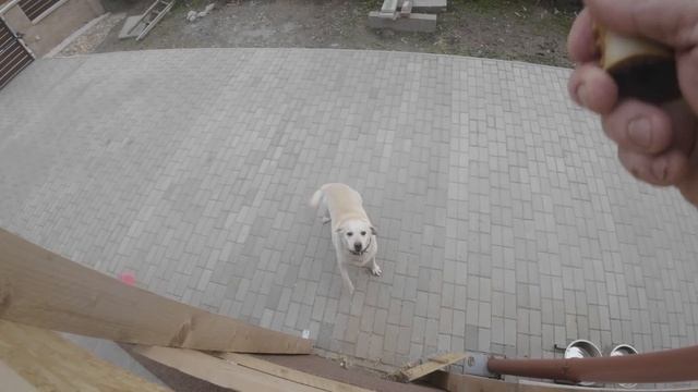 Deni és a csülökcsont. My new DJI Osmo Action 3 camera sample смотреть онлайн