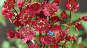 Астранция крупная Кларет (astrantia major claret) ? обзор: как сажать, саженцы астранции Кларет