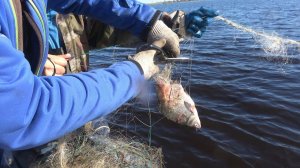 АнтиБрак 2018. Рейд против браконьерских сетей на Ильмене. Браконьерские сети 2018. Браконьеры.