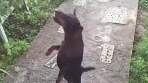 Ягдтерьер характер. Охотничья собака