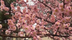 САМАРКАНД - 2020  ФЕВРАЛЬ. ДЕРЕВЬЯ В ЦВЕТУ!