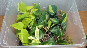 Посадка филодендронов; Сканденс Миканс Лайм, Сканденс Бразил, Медиопикта Триколор