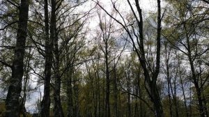 Прогулка по Тутаеву. #ярославскаяобласть #кудапоехать #чтопосмотреть #кудасходить #видеоэкскурсия