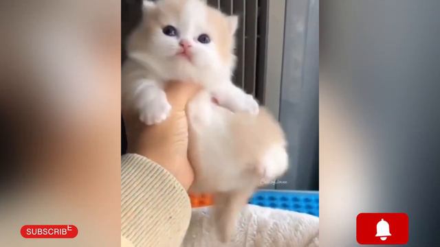 Шотландская золотая шиншилла мяукает - милые котята😀