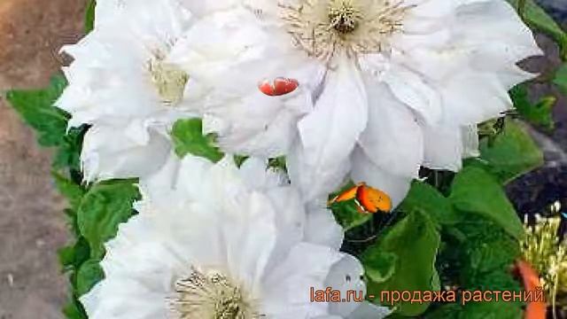 Клематис крупноцветковый Мать Сиедлиска ? обзор: как сажать, саженцы клематиса Мать Сиедлиска смотреть онлайн