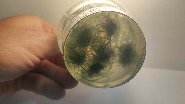Живое аквариумное растение Криптокарина Тонкиненсис меристемное