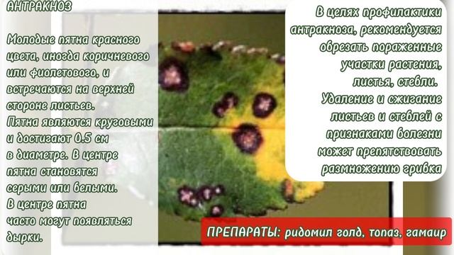 Болезни роз
