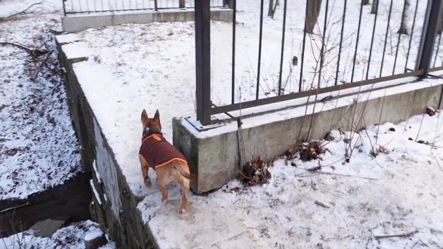 Веселый бультерьер гуляет в парке. Зимние пейзажи. Природа.