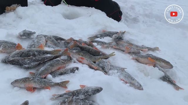 Зимняя рыбалка в ХМАО 2020 год.Секретные места.Новые водоёмы.Лучшая рыбалка лёд. активный отдых смотреть онлайн