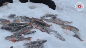 Зимняя рыбалка в ХМАО 2020 год.Секретные места.Новые водоёмы.Лучшая рыбалка лёд.  активный отдых