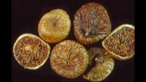 Узбекский Инжир - Uzbekiston Anjiri