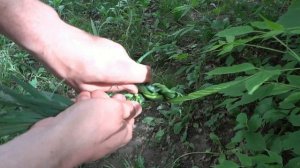 Верёвка из травы  Лайфхак для выживания