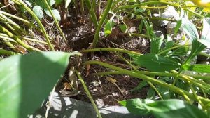 Деление крупного куста пиона