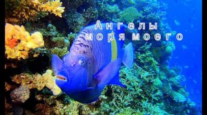 Ангелы моря моего