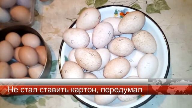 Индюки овоскоп на 22 день + новое яйцо / субтитры смотреть онлайн