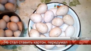 Индюки овоскоп на 22 день + новое яйцо / субтитры