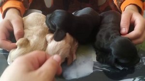 Щенки мальчики английский кокер спаниель 2 недели