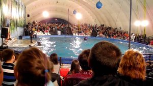 Это именно то чего нам не хватало в Сибири. К нам приехал ДЕЛЬФИНАРИЙ